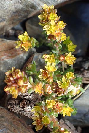 Sedum alpestre \ Alpen-Mauerpfeffer / Alpine Stonecrop, F Pyrenäen/Pyrenees, Puigmal 1.8.2018