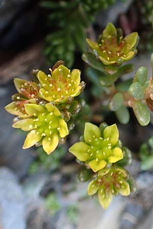 Sedum alpestre \ Alpen-Mauerpfeffer / Alpine Stonecrop, F Pyrenäen/Pyrenees, Puigmal 1.8.2018