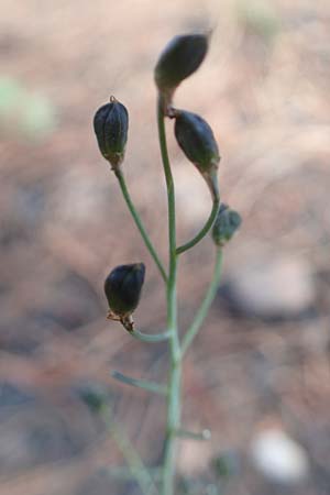 Scilla autumnalis \ Herbst-Blaustern / Autumn Squill, F Maures, La Garde Freinet 8.10.2021