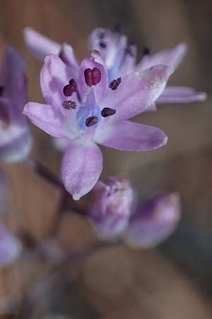 Scilla autumnalis \ Herbst-Blaustern / Autumn Squill, F Maures, La Garde Freinet 8.10.2021