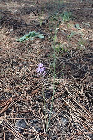 Scilla autumnalis \ Herbst-Blaustern / Autumn Squill, F Maures, La Garde Freinet 8.10.2021