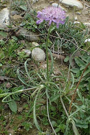 Scabiosa atropurpurea \ Samt-Skabiose / Sweet Scabious, F St. Martin-de-Crau 17.3.2024
