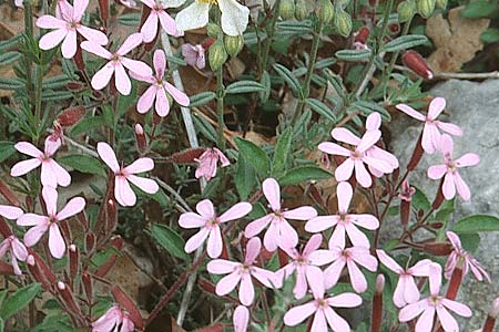 Saponaria ocymoides \ Rotes Seifenkraut / Rock Soapwort, F Dept.  Drome 15.5.1996