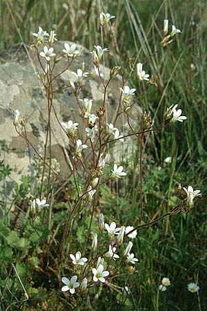 Saxifraga granulata \ Knllchen-Steinbrech / Meadow Saxifrage, F Biot, Terme Blanc 30.3.2002