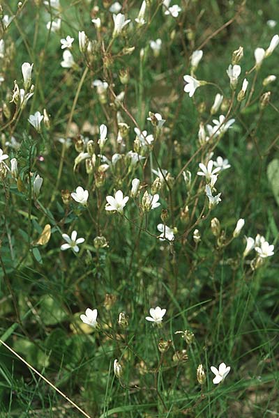 Saxifraga granulata \ Knllchen-Steinbrech / Meadow Saxifrage, F S. Vallier-de-Thiey 17.5.2004