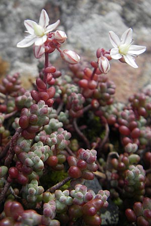 Sedum brevifolium \ Kurzbl&auml;ttriger Mauerpfeffer / Short-Leaved Stonecrop, F Pyren&auml;en/Pyrenees, Gourette 25.8.2011