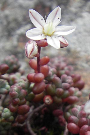 Sedum brevifolium \ Kurzbl&auml;ttriger Mauerpfeffer / Short-Leaved Stonecrop, F Pyren&auml;en/Pyrenees, Gourette 25.8.2011