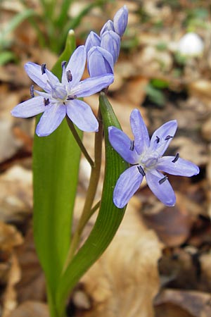 Scilla bifolia \ Zweiblttriger Blaustern / Alpine Squill, F Seltz 10.3.2013