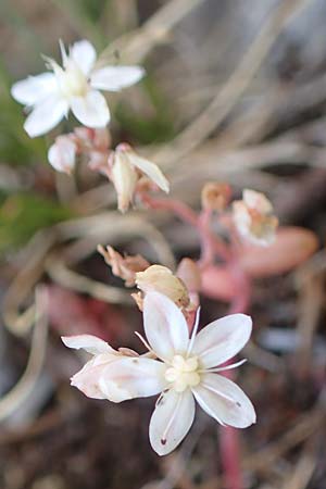Sedum brevifolium \ Kurzbl&auml;ttriger Mauerpfeffer / Short-Leaved Stonecrop, F Pyren&auml;en/Pyrenees, Canigou 24.7.2018