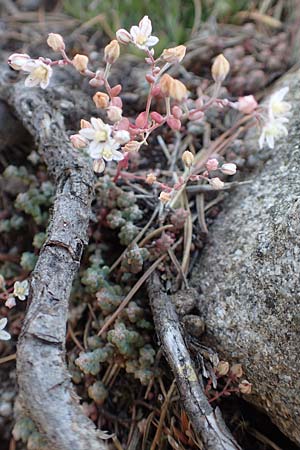 Sedum brevifolium \ Kurzbl&auml;ttriger Mauerpfeffer / Short-Leaved Stonecrop, F Pyren&auml;en/Pyrenees, Canigou 24.7.2018