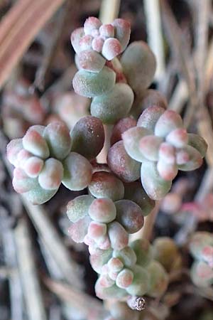Sedum brevifolium \ Kurzbl&auml;ttriger Mauerpfeffer / Short-Leaved Stonecrop, F Pyren&auml;en/Pyrenees, Canigou 24.7.2018