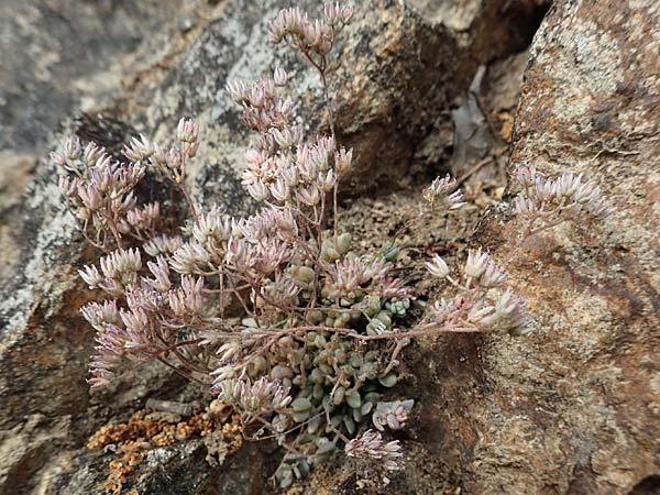 Polycarpon tetraphyllum \ Vierblttriges Nagelkraut / Four-Leaved Allseed, F Pyrenäen/Pyrenees, Saint-Martin du Canigou 25.7.2018
