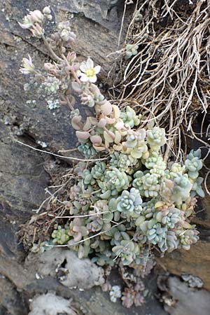 Sedum dasyphyllum \ Dickblttriger Mauerpfeffer / Corsian Stonecrop, F Pyrenäen/Pyrenees, Puigmal 29.7.2018