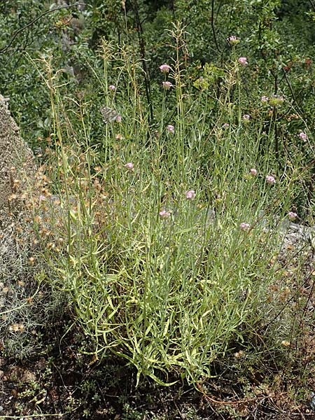 Centranthus lecoqii \ Lecoqs Spornblume / Lecoq's Valerian, F Pyren&auml;en/Pyrenees, Olette 8.8.2018
