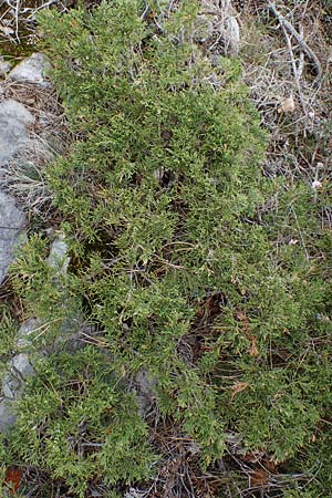 Juniperus sabina \ Stink-Wacholder, Sadebaum / Rock Cedar, Savin, F Champcella 29.4.2023