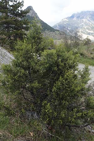 Juniperus sabina \ Stink-Wacholder, Sadebaum / Rock Cedar, Savin, F Champcella 29.4.2023