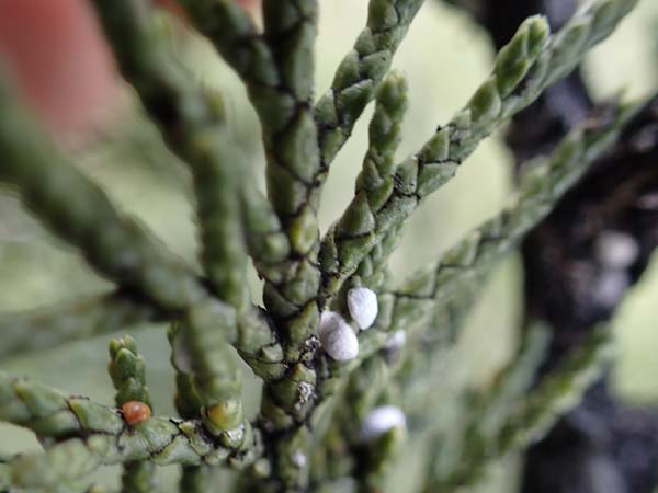 Juniperus sabina \ Stink-Wacholder, Sadebaum / Rock Cedar, Savin, F Champcella 29.4.2023
