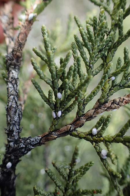 Juniperus sabina \ Stink-Wacholder, Sadebaum / Rock Cedar, Savin, F Champcella 29.4.2023