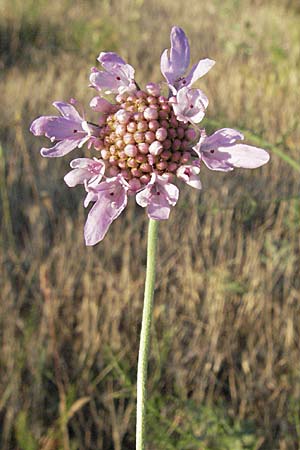 Scabiosa canescens \ Graue Skabiose, Duft-Skabiose / Fragrant Scabious, F Dept. Gard, Remoulins 7.6.2006