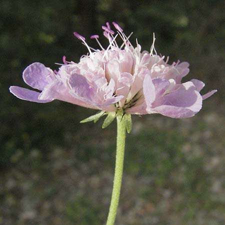 Scabiosa atropurpurea \ Samt-Skabiose / Sweet Scabious, F Pyrenäen/Pyrenees, Prades 12.8.2006
