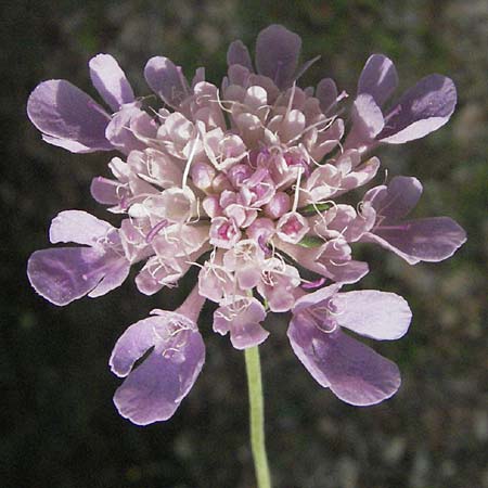 Scabiosa atropurpurea \ Samt-Skabiose / Sweet Scabious, F Pyrenäen/Pyrenees, Prades 12.8.2006