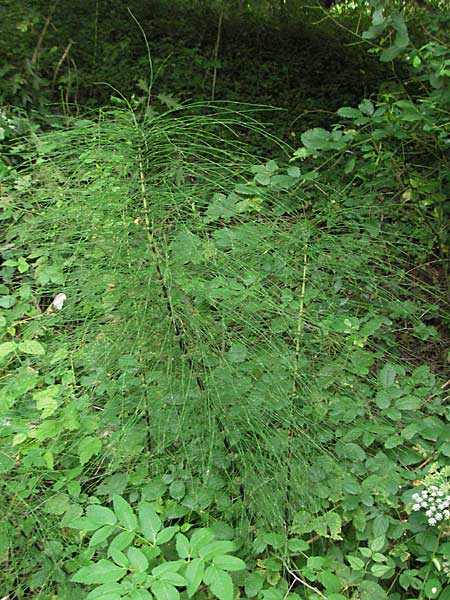 Equisetum telmateia \ Riesen-Schachtelhalm / Great Horsetail, F Montsegur 15.8.2006
