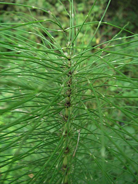 Equisetum telmateia \ Riesen-Schachtelhalm / Great Horsetail, F Montsegur 15.8.2006