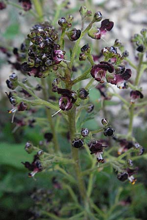 Scrophularia juratensis \ Jura-Braunwurz / Jura-Figwort, F Serres 12.5.2007