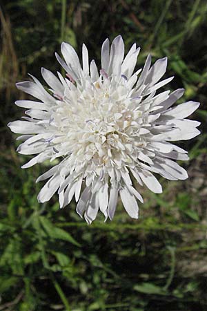 Knautia integrifolia \ Einj&auml;hrige Witwenblume / Whole-Leaved Scabious, F Maures,  Vidauban 12.5.2007