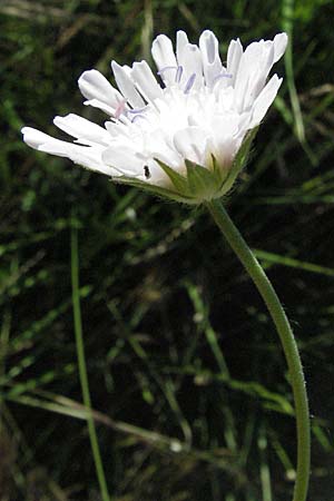 Knautia integrifolia \ Einj&auml;hrige Witwenblume / Whole-Leaved Scabious, F Maures,  Vidauban 12.5.2007