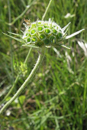 Knautia integrifolia \ Einj&auml;hrige Witwenblume / Whole-Leaved Scabious, F Maures,  Vidauban 12.5.2007