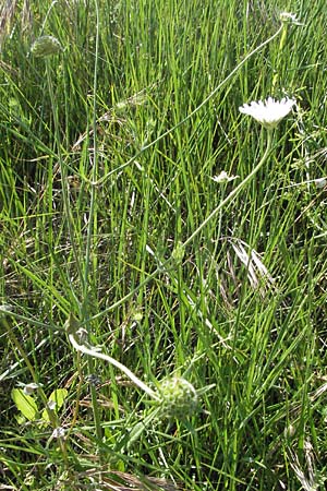 Knautia integrifolia \ Einj&auml;hrige Witwenblume / Whole-Leaved Scabious, F Maures,  Vidauban 12.5.2007
