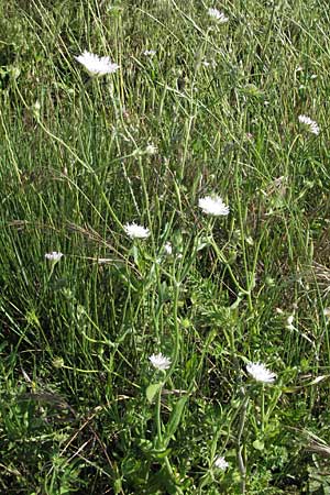 Knautia integrifolia \ Einj&auml;hrige Witwenblume / Whole-Leaved Scabious, F Maures,  Vidauban 12.5.2007