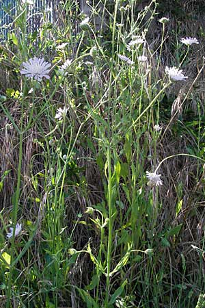 Knautia integrifolia \ Einj&auml;hrige Witwenblume / Whole-Leaved Scabious, F Maures,  Vidauban 12.5.2007
