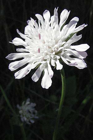 Knautia integrifolia \ Einj&auml;hrige Witwenblume / Whole-Leaved Scabious, F Maures,  Vidauban 12.5.2007