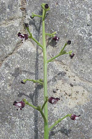 Scrophularia canina \ Hunds-Braunwurz / French Figwort, F Causse du Larzac 15.5.2007