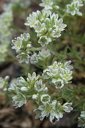 Scleranthus perennis \ Ausdauerndes Knuelkraut / Perennial Knawel, F Aubenas 16.5.2007