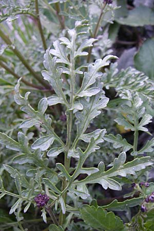 Scrophularia juratensis \ Jura-Braunwurz / Jura-Figwort, F Col du Galibier 21.6.2008