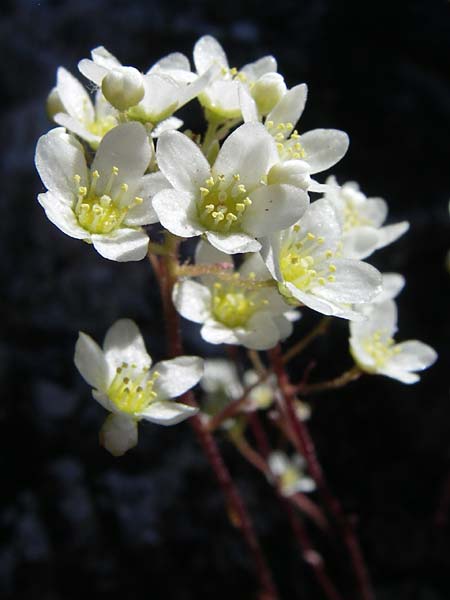 Saxifraga paniculata \ Rispen-Steinbrech, Trauben-Steinbrech / Livelong Saxifrage, F Queyras, Vieille Ville 22.6.2008
