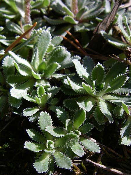 Saxifraga paniculata \ Rispen-Steinbrech, Trauben-Steinbrech / Livelong Saxifrage, F Queyras, Vieille Ville 22.6.2008
