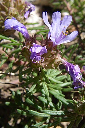 Coris monspeliensis \ Stacheltr�ubchen / Montpellier Coris, F Grand Canyon du Verdon 23.6.2008