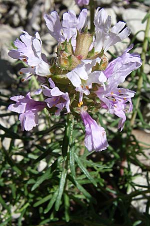 Coris monspeliensis \ Stacheltr�ubchen / Montpellier Coris, F Grand Canyon du Verdon 23.6.2008