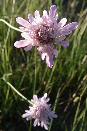 Scabiosa atropurpurea \ Samt-Skabiose / Sweet Scabious, F Frontignan 28.6.2008