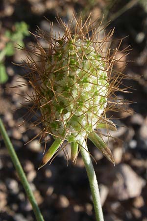 Scabiosa atropurpurea \ Samt-Skabiose / Sweet Scabious, F Frontignan 28.6.2008