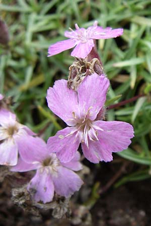 Saponaria caespitosa \ Pyren&auml;en-Seifenkraut / Tufted Soapwort, F Vogesen/Vosges, Botan. Gar.  Haut Chitelet 5.8.2008