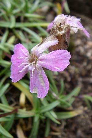 Saponaria caespitosa \ Pyren&auml;en-Seifenkraut / Tufted Soapwort, F Vogesen/Vosges, Botan. Gar.  Haut Chitelet 5.8.2008