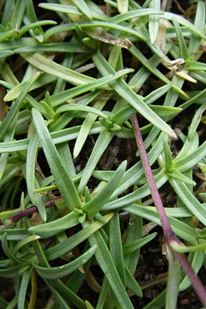 Saponaria caespitosa \ Pyren&auml;en-Seifenkraut / Tufted Soapwort, F Vogesen/Vosges, Botan. Gar.  Haut Chitelet 5.8.2008