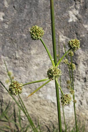 Scirpoides holoschoenus \ Kugelbinse / Round-Headed Club-Rush, F Millau 30.5.2009