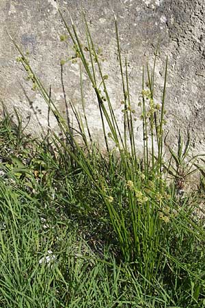 Scirpoides holoschoenus \ Kugelbinse / Round-Headed Club-Rush, F Millau 30.5.2009