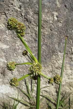 Scirpoides holoschoenus \ Kugelbinse / Round-Headed Club-Rush, F Millau 30.5.2009
